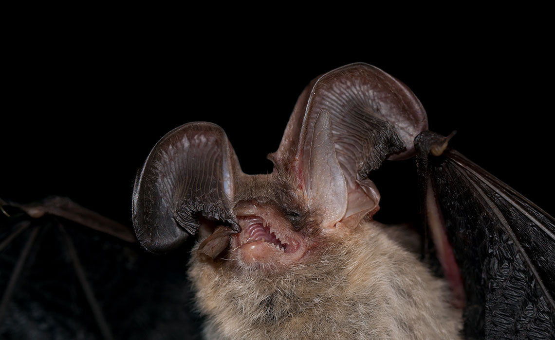 Oreilles de souris avec nez 